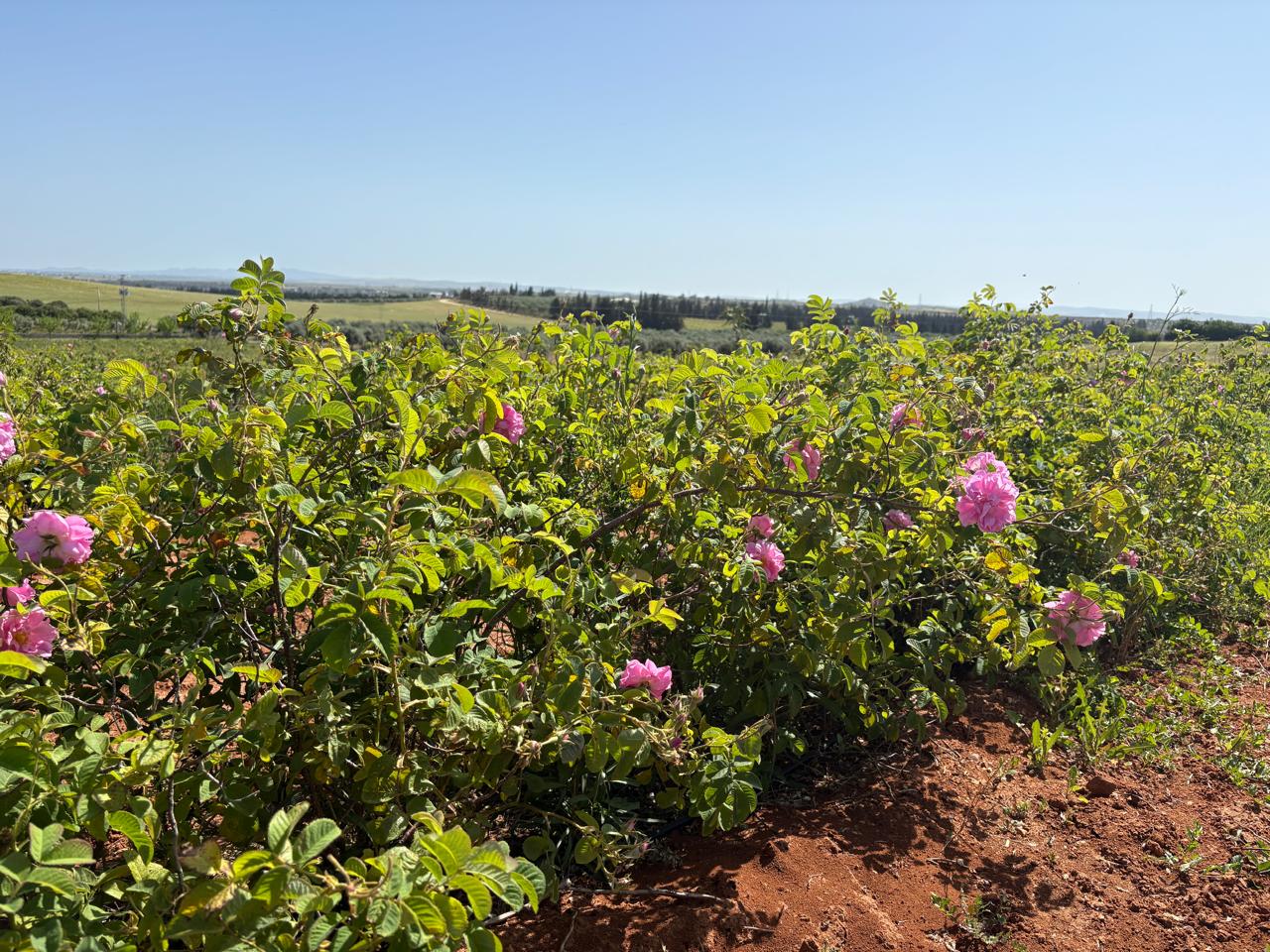 Champ de Rosa centifolia en fleur, lumière du matin